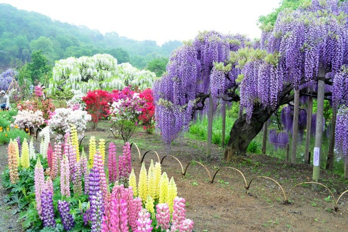 3-Kawachi Fuji Garden (700x466, 154Kb)