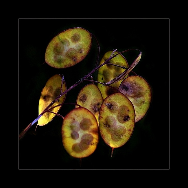 0c10e8811a6d47cdd25c0a9d3db45682 (650x650, 84Kb)