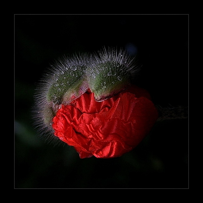 0c102a08ea854d328c73560b398a864b (650x650, 84Kb)