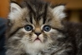 4845262_cat (168x112, 7Kb)
