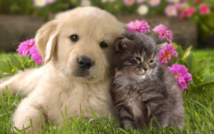 cats-and-dogs-wallpapers (700x437, 228Kb)