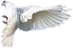   (6) (150x99, 22Kb)