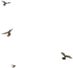   (16) (150x140, 4Kb)
