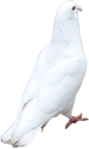   (27) (89x149, 15Kb)