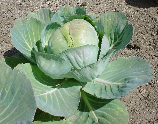 Brassica oleracea (611x480, 77Kb)