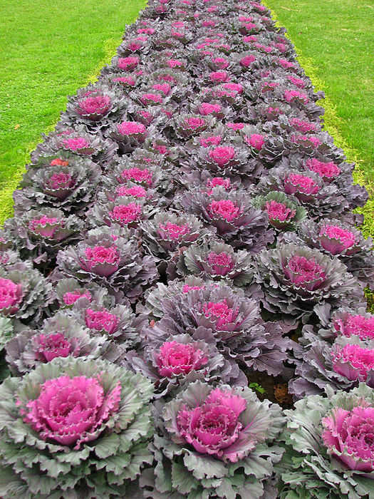 Brassica n a flowerbed 01 (525x700, 178Kb)