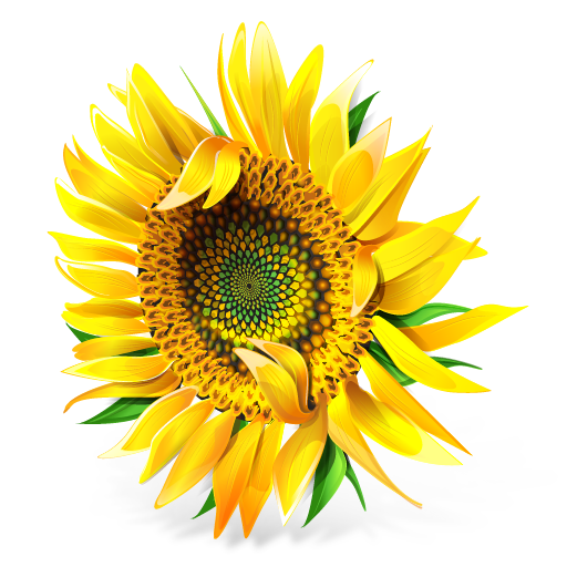 Sunflower-512x512 _  Epatag.COM (512x512, 250Kb)