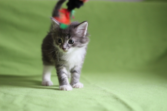 IMG_4229 (700x466, 103Kb)