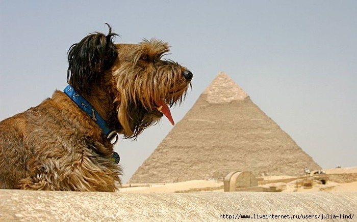 oscarthedog03 (700x437, 156Kb)