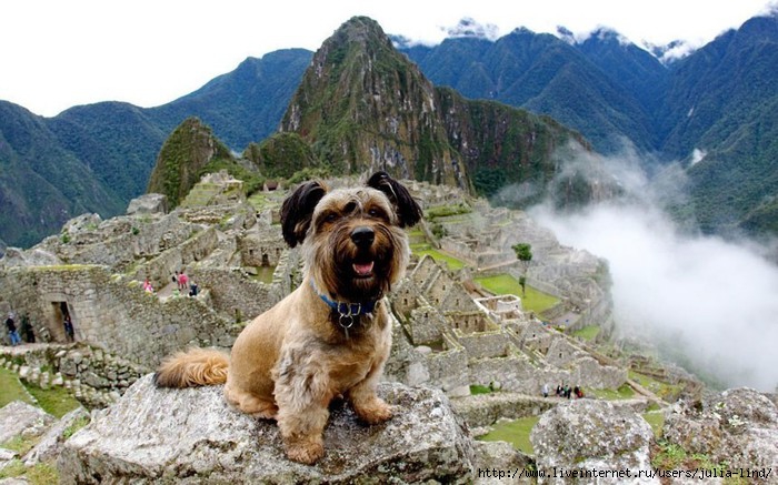 oscarthedog05 (700x437, 219Kb)