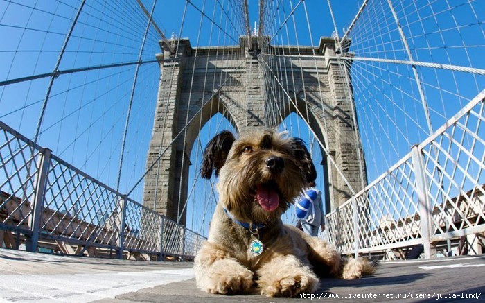 oscarthedog08 (700x437, 246Kb)
