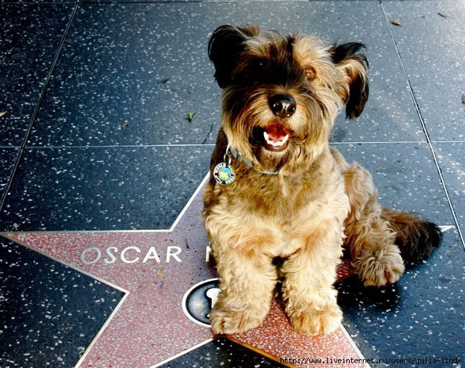 oscarthedog12 (678x536, 282Kb)
