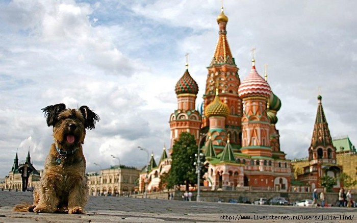 oscarthedog18 (700x437, 171Kb)
