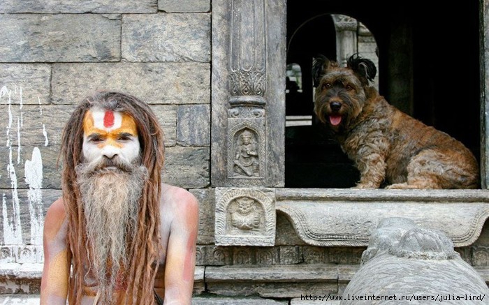 oscarthedog21 (700x437, 232Kb)