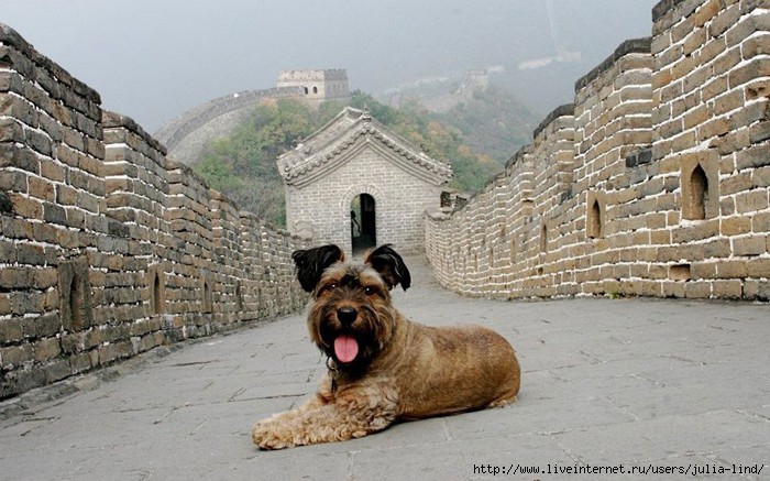 oscarthedog26 (700x437, 218Kb)