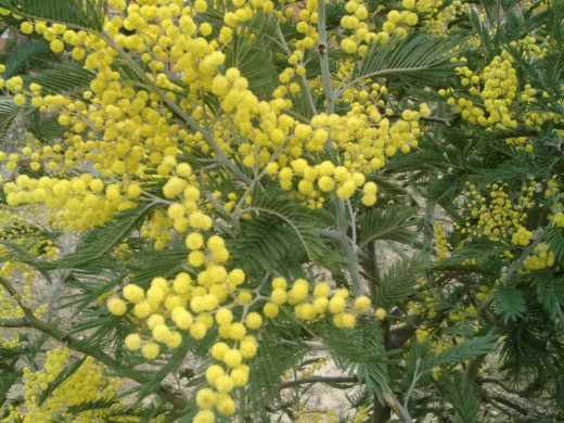 Mimosa-520x390 (520x390, 89Kb)