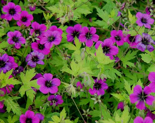 Geranium 'Ann Folkard' (496x394, 48Kb)