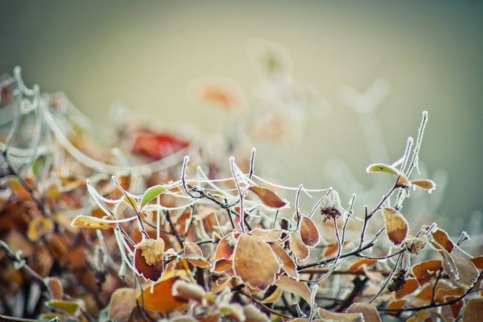 1358635639_early_winter_by_nevletlenlulud4mvd8a (699x466, 84Kb)