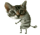 20593-20090426-171808-fe325365ba79417ac36dce49265d787e (40x35, 41Kb)