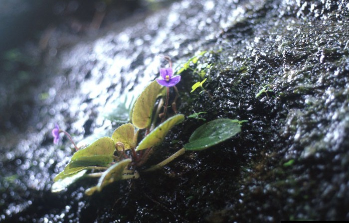   . African violet   Saintpaulia sp. H. Wend.   .      . l/4316166_senpoliya_v_tanzanii_1 (700x448, 95Kb)