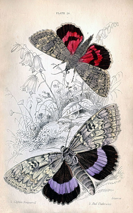 ButterflieVINTAGE (437x700, 159Kb)