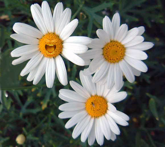 daisies (580x518, 57Kb)