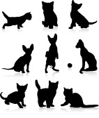 8162405-kittens-and-cats (142x168, 8Kb)