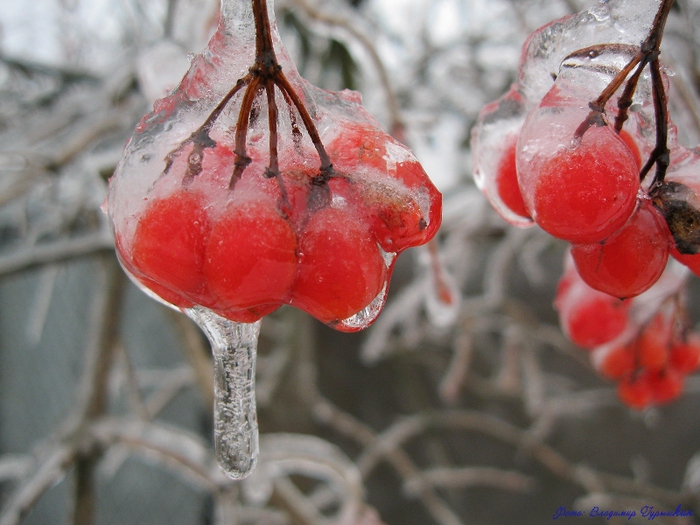 1668275_IMG_0114 (700x525, 247Kb)