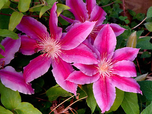 clematis_rosa (600x450, 54Kb)