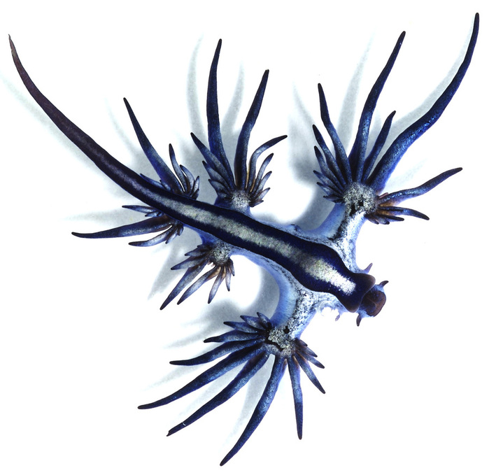 Glaucus_atlanticus_1_cropped (700x679, 115Kb)