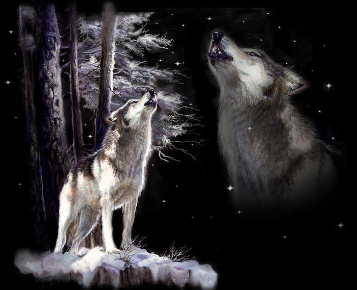 Wolf Howling memory (700x569, 61Kb)