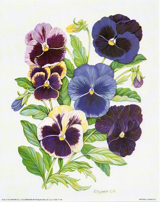 more pansies (556x700, 363Kb)