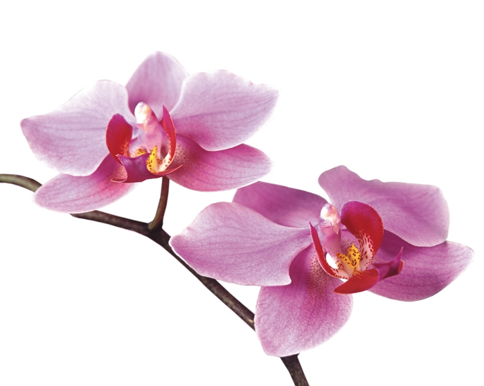branch-with-orchids (700x558, 124Kb)