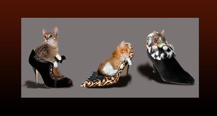 Kittens that love Shoes (700x373, 23Kb)