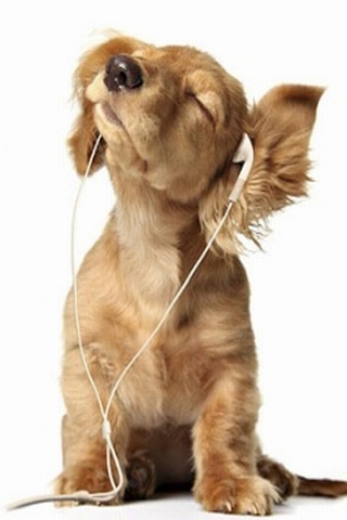 Headphones-dog-funny-mobile-wallpaper (320x480, 75Kb)