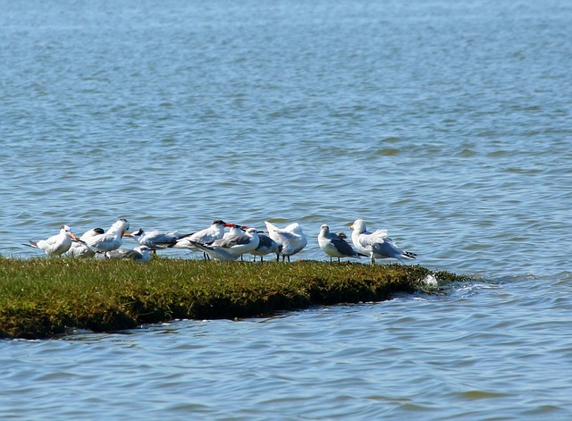 seagulls-60159_640 (640x471, 100Kb)