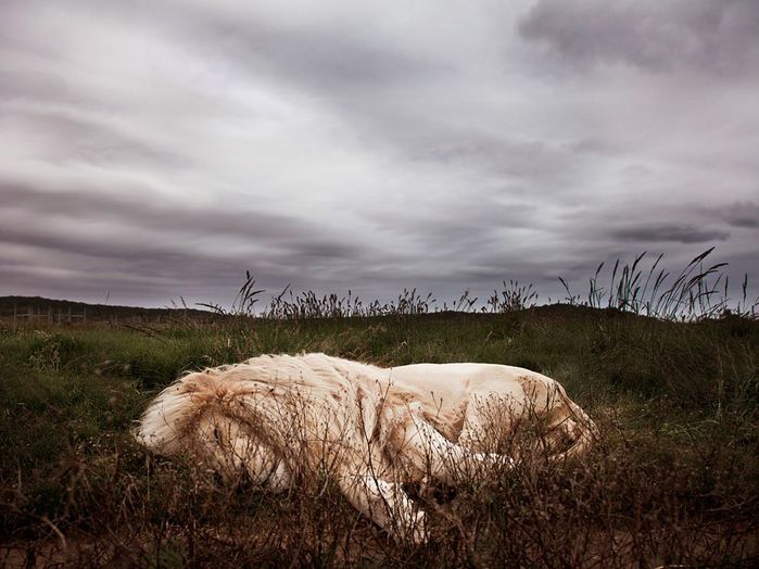 lion-sleeping-south-africa_62982_990x742 (700x524, 62Kb)