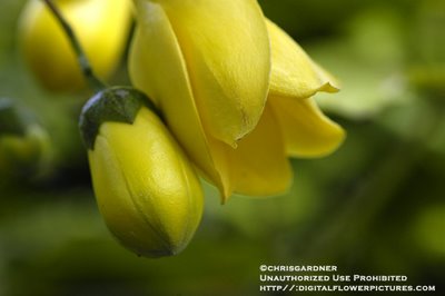 yellowwaxbellswebc3 (400x266, 14Kb)