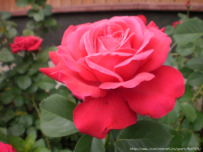 P1108 (700x525, 264Kb)