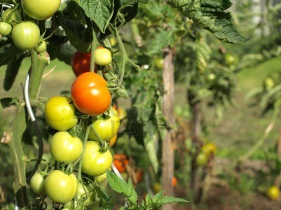 unripe-tomatoes-fruit-on-tomato-tree-in-garden (401x300, 34Kb)