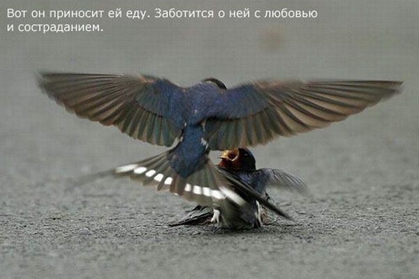1359099255_4 (600x400, 54Kb)
