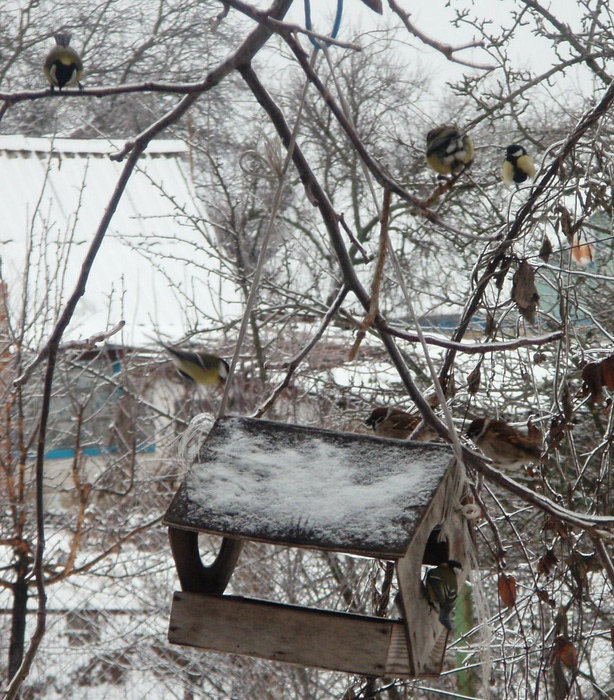 Полетели птицы вниз птицы сели на карниз