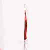 tumblr_mdf5cwSXcK1r0c8fno1_r1_500 (100x100, 96Kb)