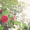 cinemagraph_pics_creativing.net_025 (100x100, 70Kb)