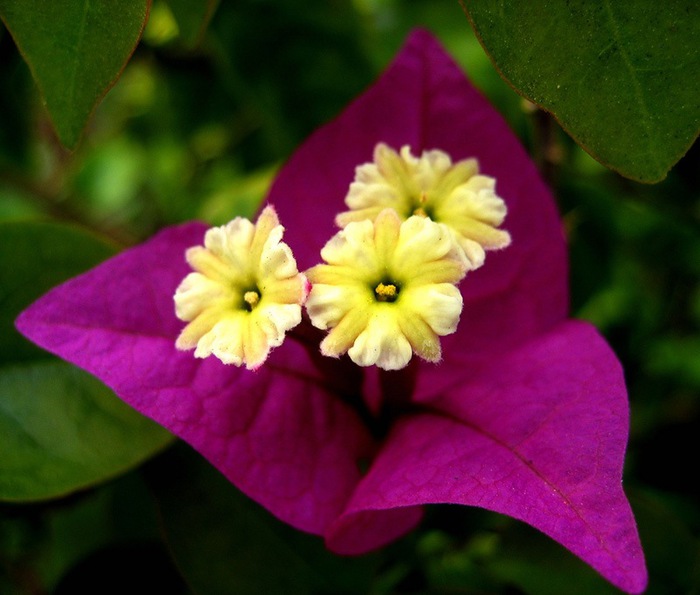 Bougainvillea03 (700x595, 86Kb)