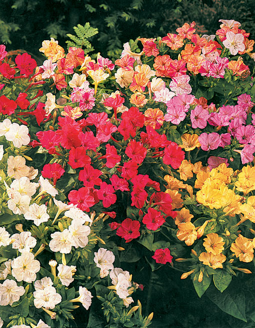 mirabilis-jalapa (510x655, 211Kb)