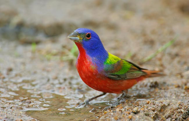 painted bunting (650x416, 39Kb)