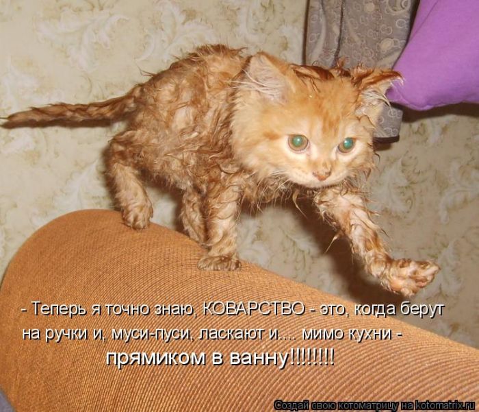 73726078_kotomatrix_216 (700x601, 86Kb)