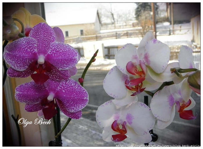 Орхидеи Фаленопсис (Phalaenopsis). Полив. Когда нужно поливать орхидею. | Страна Мастеров