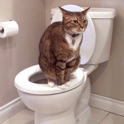 кошка-и-туалет (400x400, 16Kb)